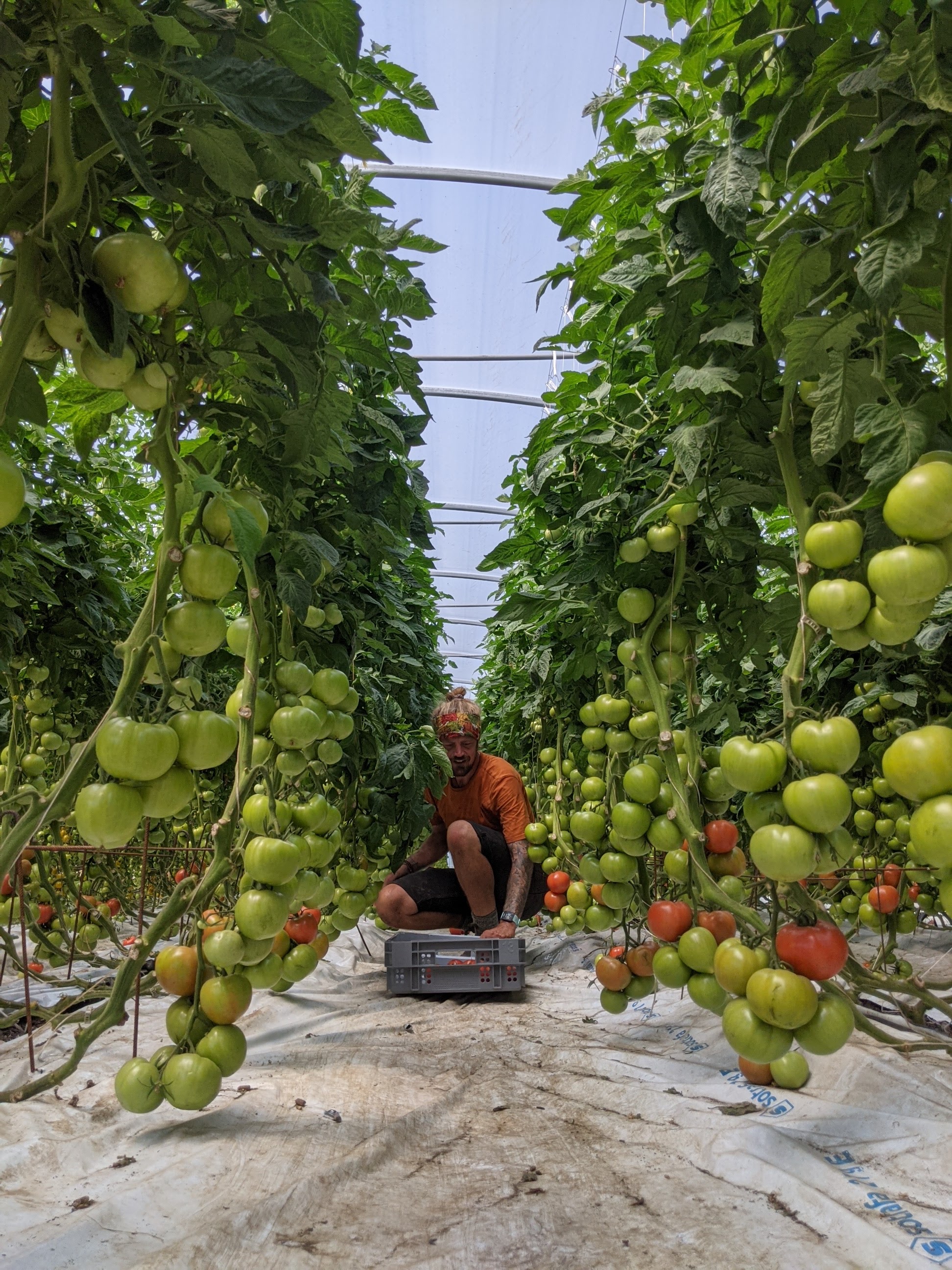 Récolte des tomates à la ferme