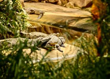 La ferme aux crocodiles