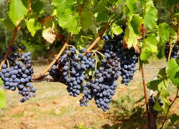Domaine du Deffends