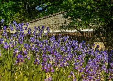 Domaine viticole Val d'Iris