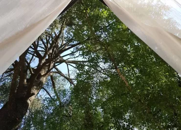 Réveil sous sous les arbres