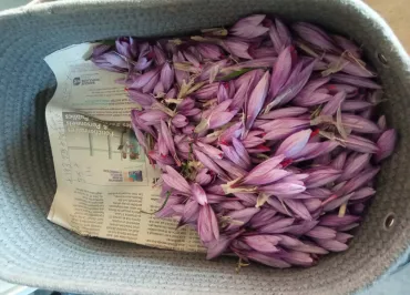 The Saffron of Athos