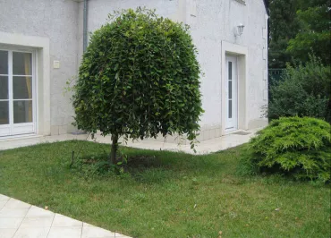 Les Agapanthes - Meublé Primevères