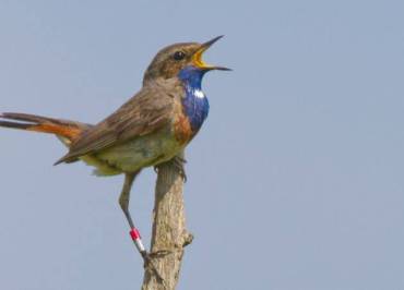 Terres d'Oiseaux