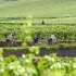 Tour de Bourgogne – Burgund-Radrundweg Tour de Bourgogne – Burgund-Radrundweg
