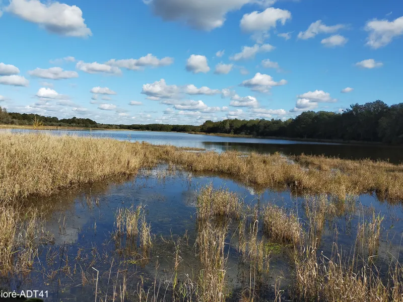 Etang de Beaumont à Neung-sur-Beuvron
