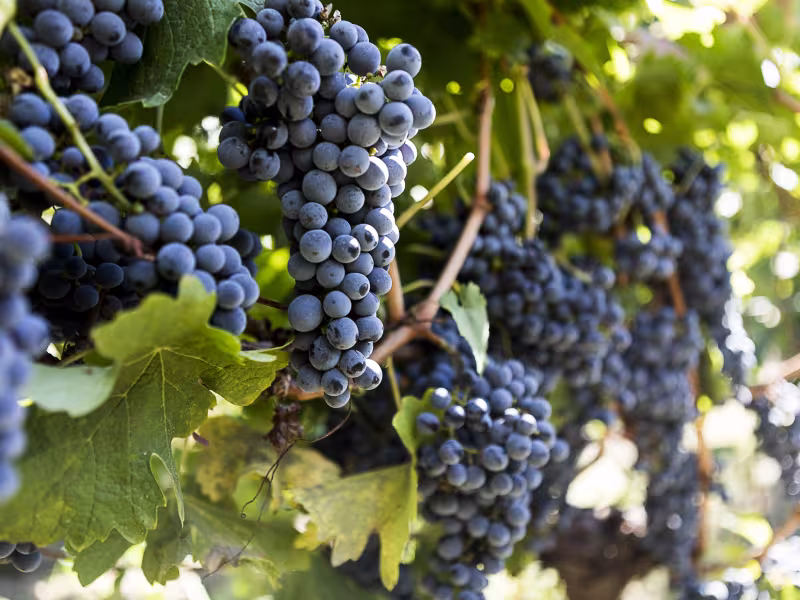 Vignes du Domaine des Iles