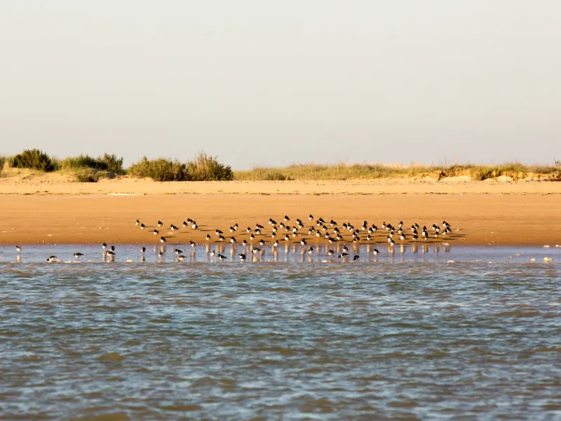 Pointe d'Arçay, L'Aiguillon-la-Presqu'île