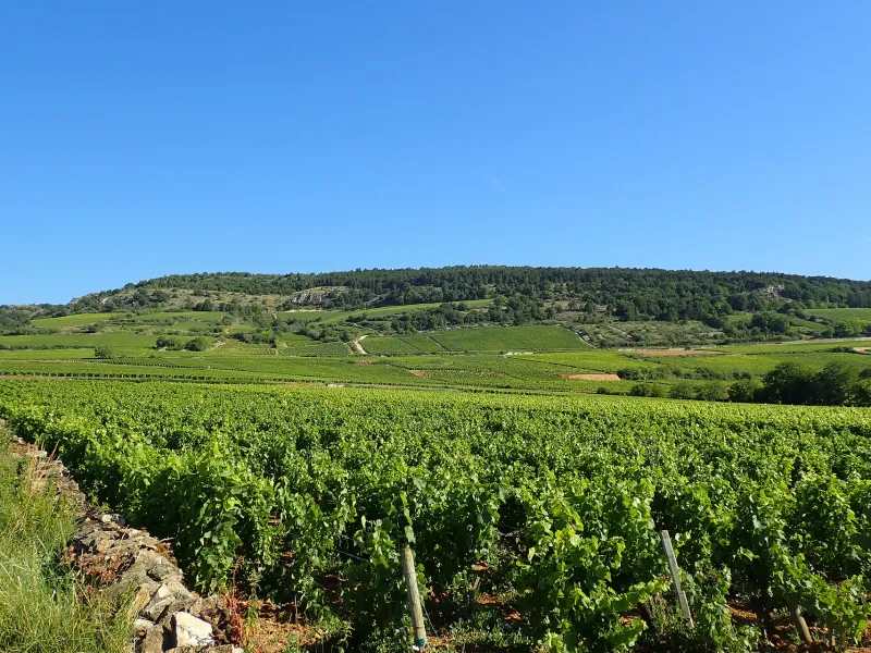 Vignoble du côté de Santenay