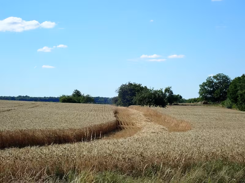 Champ de blé en Côte d'Or