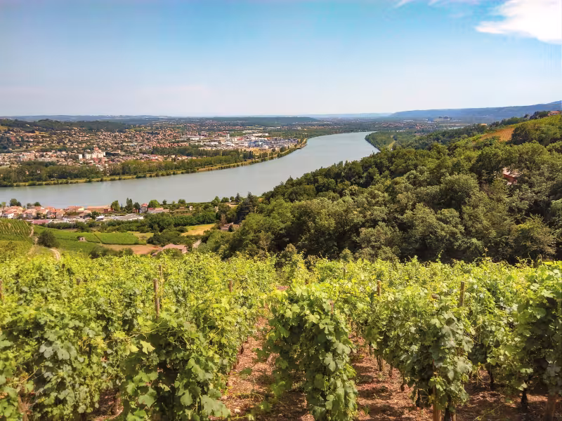 Dans les vignes à VTT avant l'arrivée à Condrieu