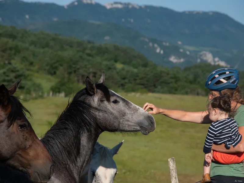 Rencontre avec des Chevaux à La Hille