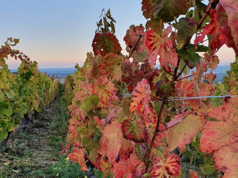 Vignoble du Roannais