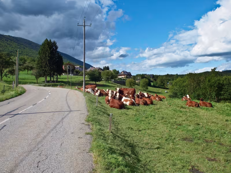 Troupeau de vaches sur cette variante savoyarde de la RGA 