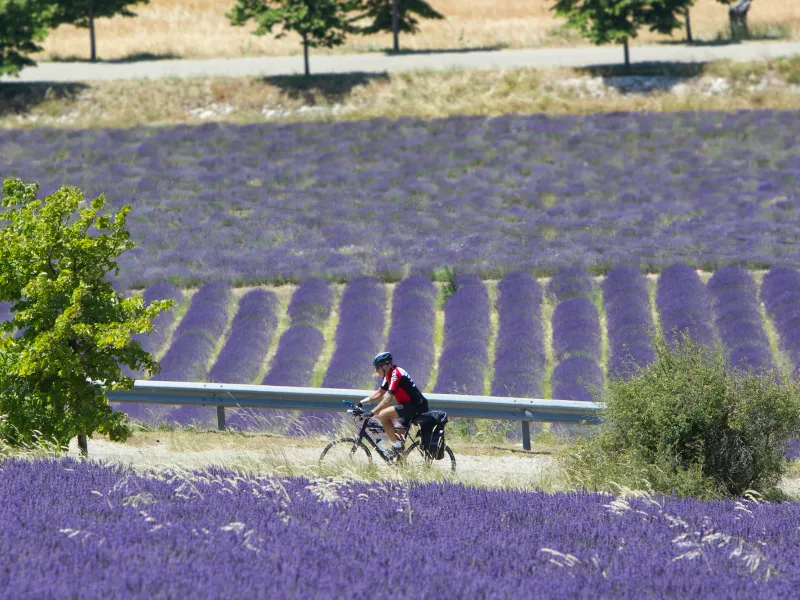 Vélo dans les lavandes des Baronnies