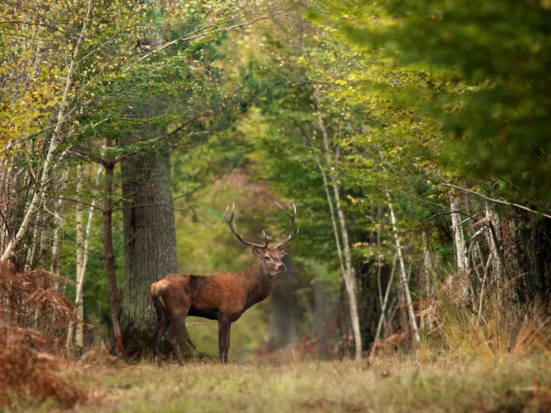 Cerf en forêt de Chambord