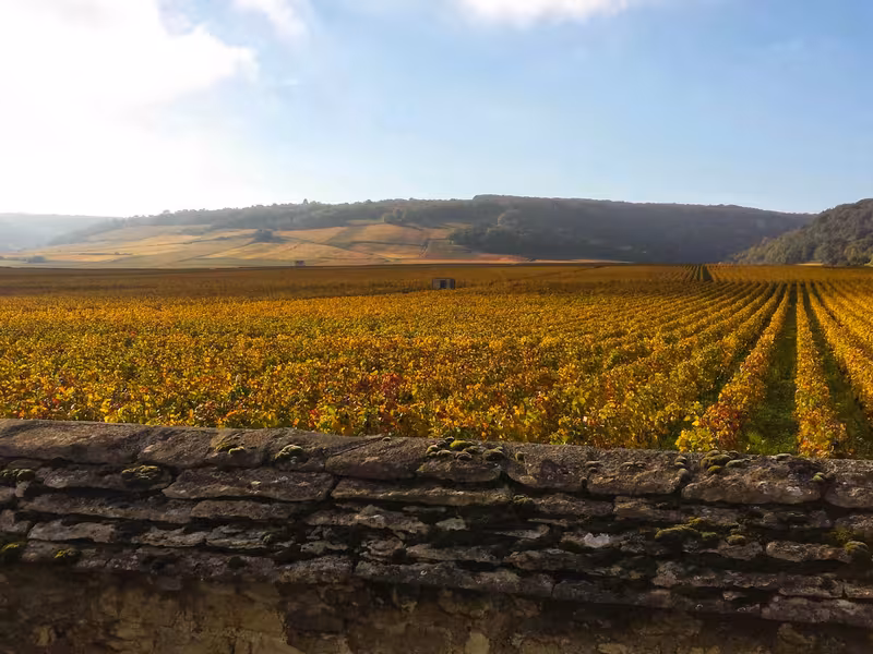 Vignoble à vélo