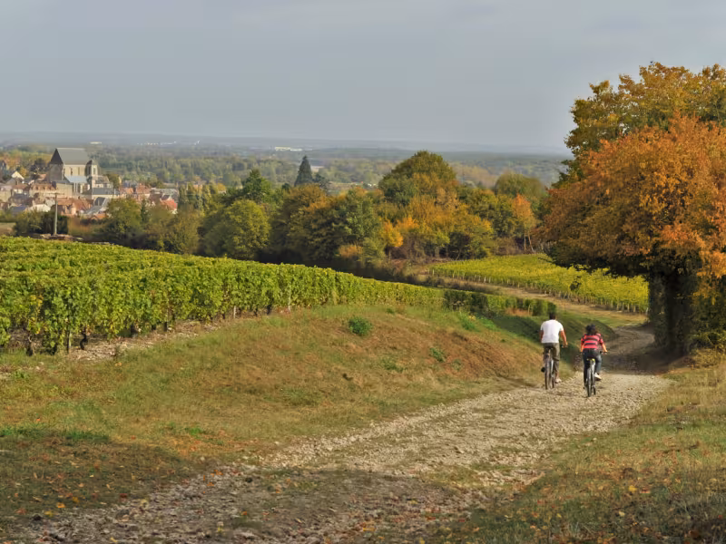 Chemin cyclable le long des vignes vers Saint-Satur