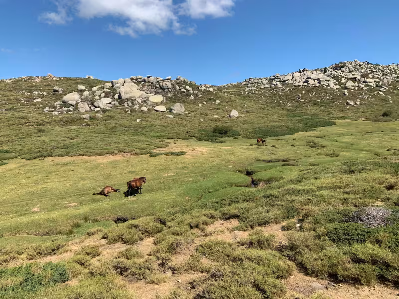 Chevaux sauvages sur le plateau du Cuscione