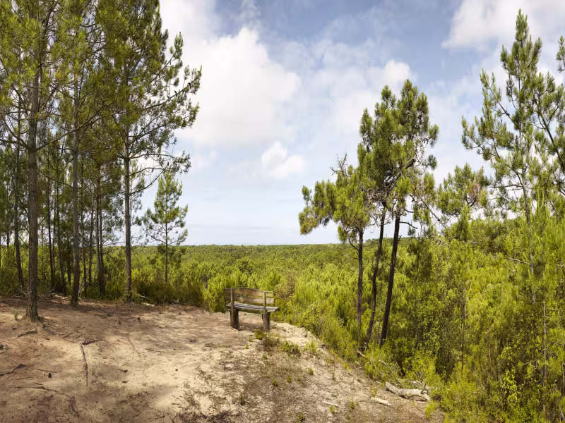 Forêt de Pins des Pays de Monts