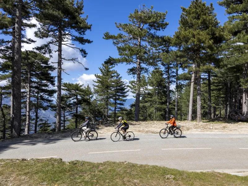 À vélo au cœur de la forêt de pins