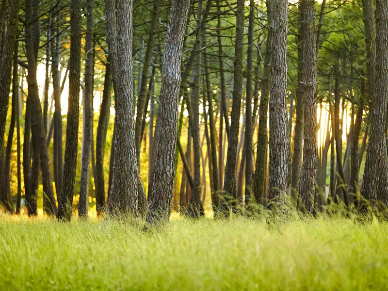 Vélo dans la Forêt des Landes - Parentis-en-Born