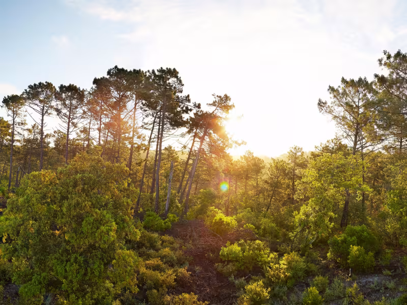 La Forêt des Landes, l'une des plus grandes d'Europe de l'Ouest