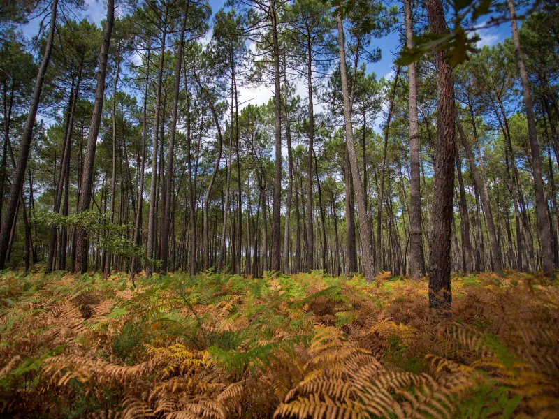 Forêt de Saint-Symphorien