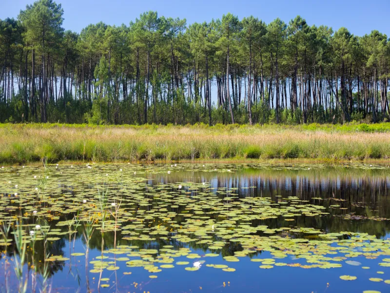Etang du côté d'Hostens
