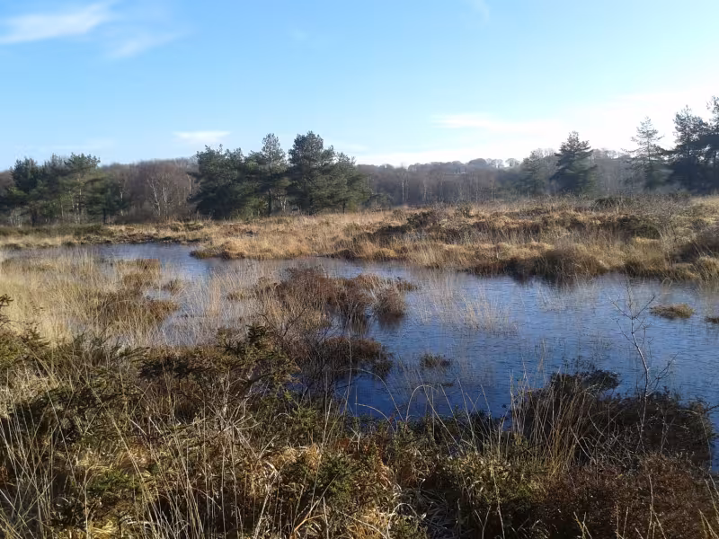 Landes et Tourbières entre Carhaix et Rostrenen