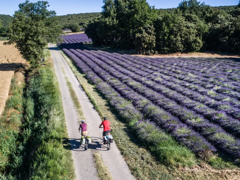 Au fil des champs de lavande à vélo