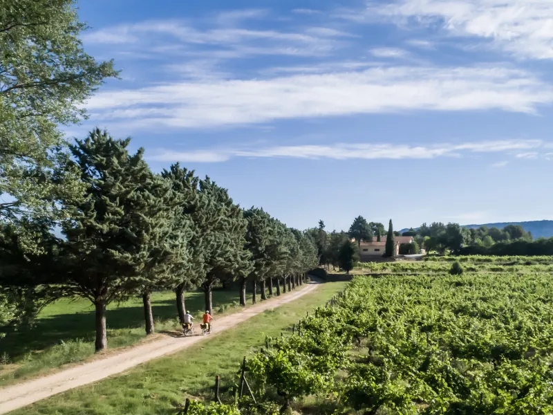 Explorer les vignobles à vélo - Jouques