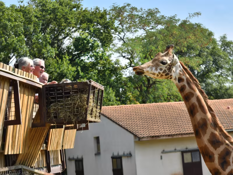 Safari de Peaugres