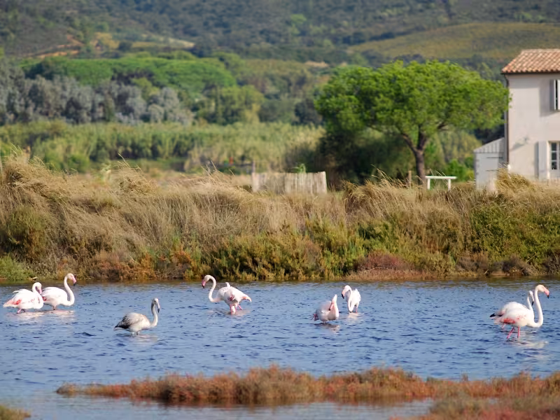 Salin des Pesquiers à Hyères