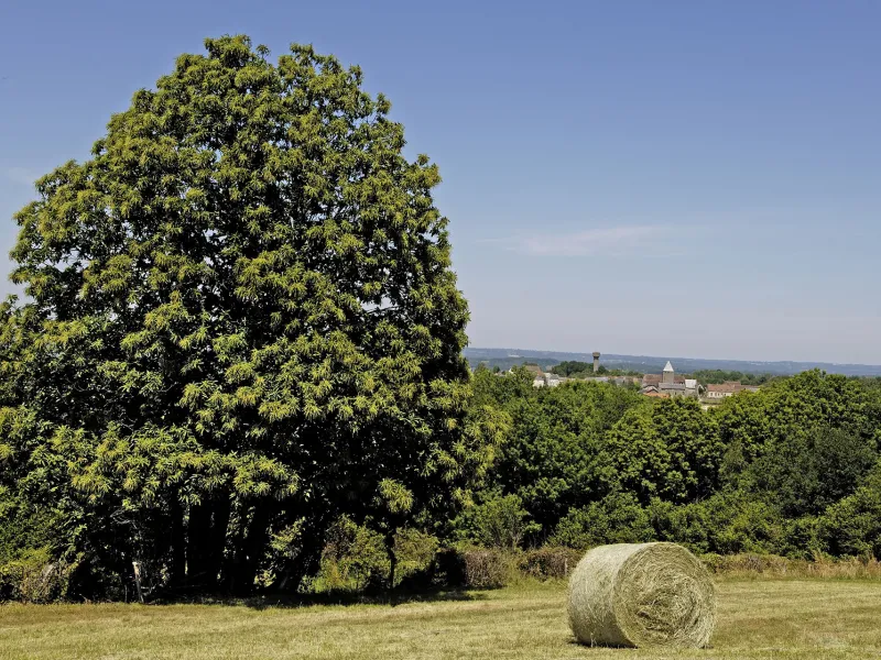 La campagne au nord de la Creuse