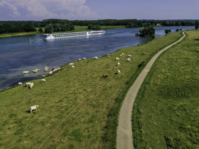 Vaches le long de la Saône et de la voie verte de La Voie Bleue