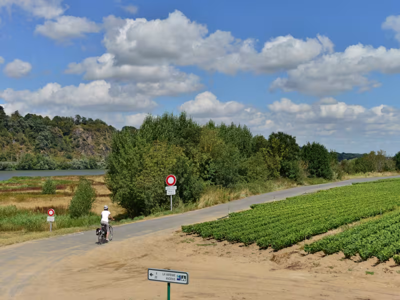 Les vignes de la Chapelle-Basse-Mer
