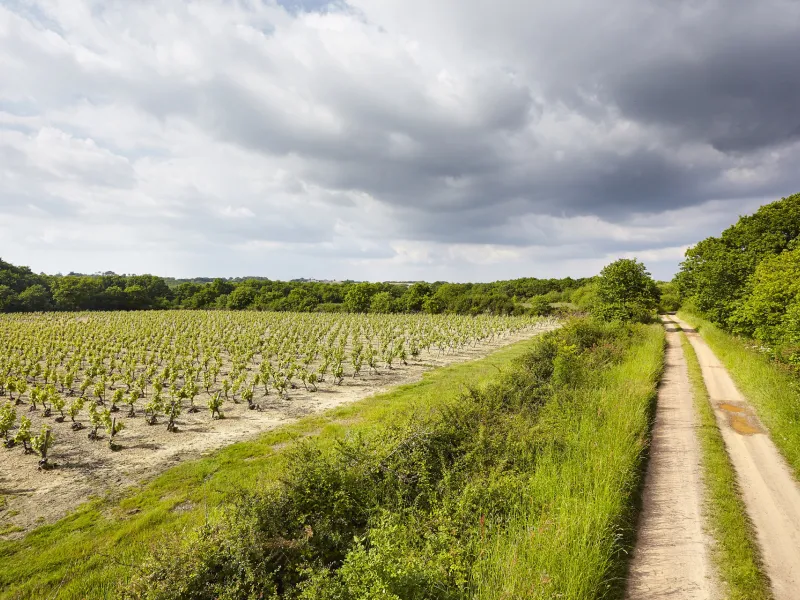 Le vignoble de Brem sur Mer