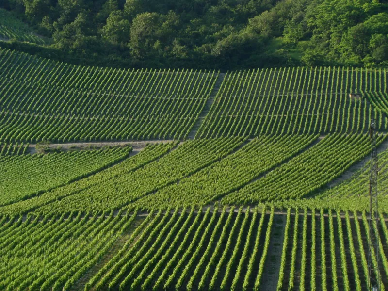 Vignoble de Montmélian