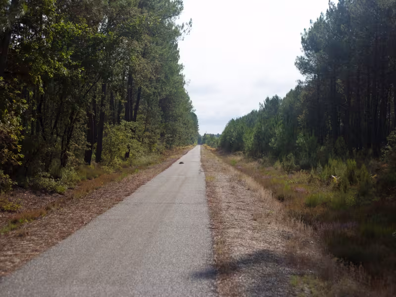 Voie verte en forêt de Saint-Symphorien