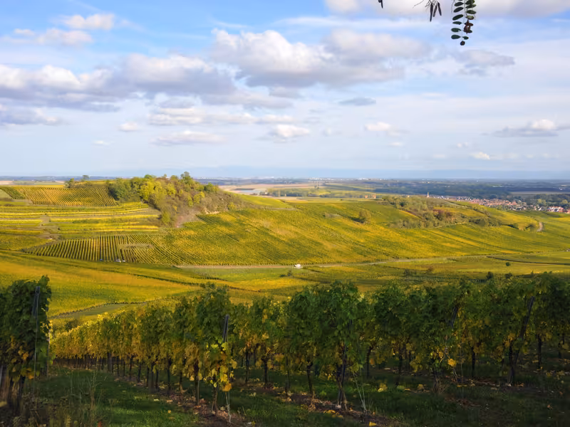 Vignobles de Wolxheim