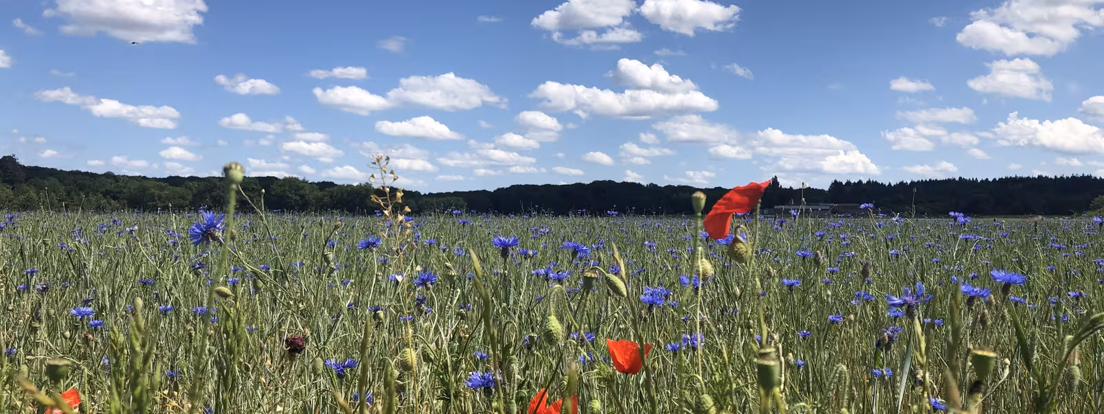 Champ fleuri en Beauce