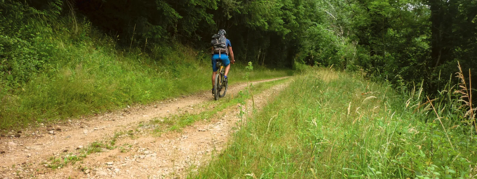 Forêt dans le Massif de Brou