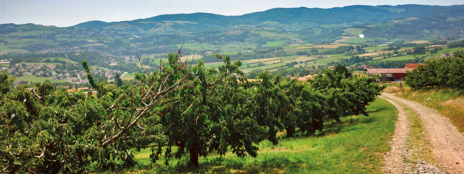 Sentier au bord d'une plantation de cerisiers