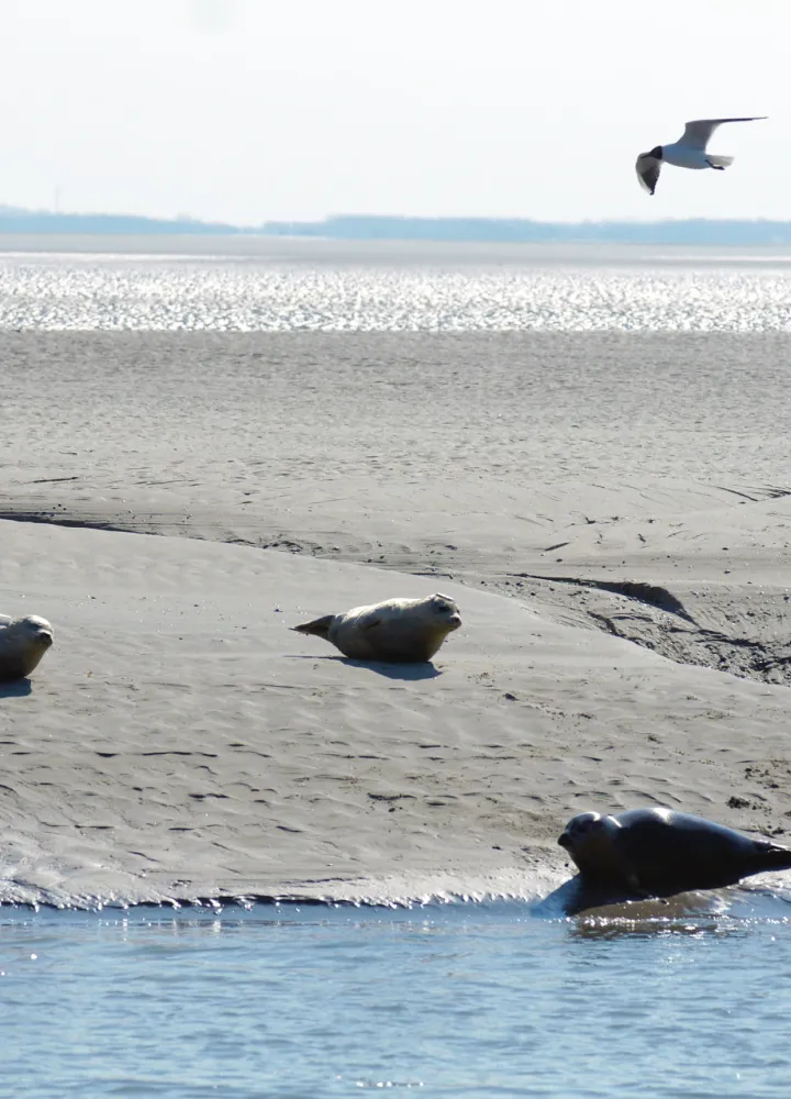 Phoques et mouettes sur la Baie d'Authie