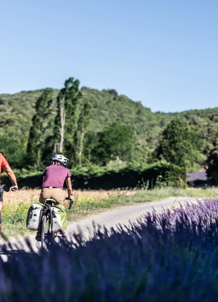 Champs de lavande sur La Méditerranée à vélo