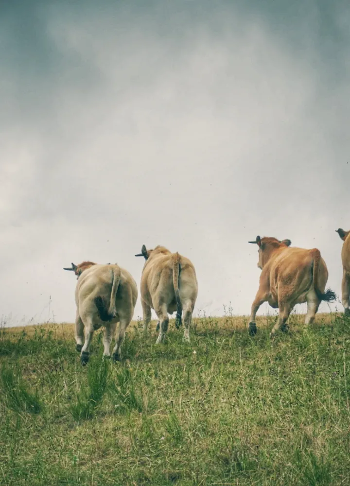 La campagne et sa faune