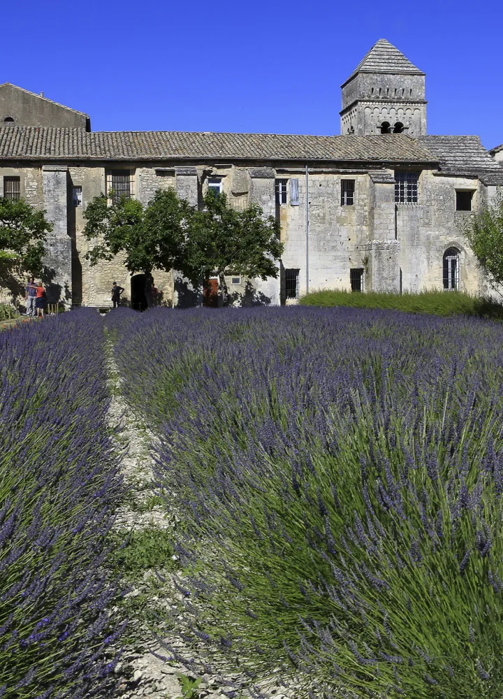 Champ de lavande devant le cloître Saint-Paul de Mausole