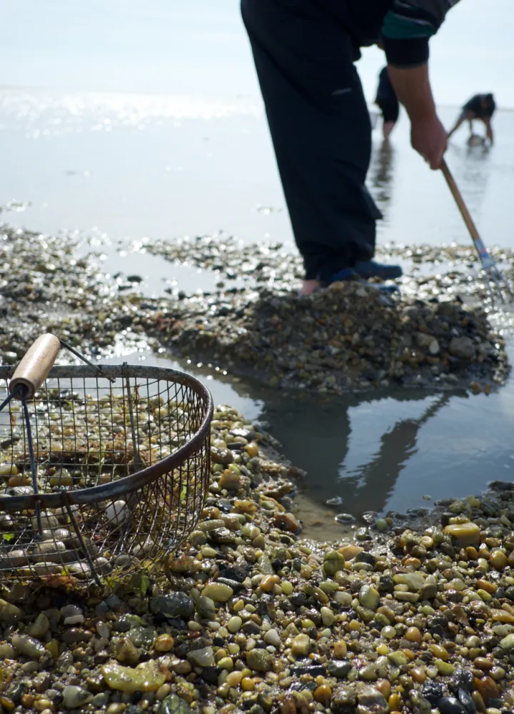 Pêche aux coquillages à Noirmoutier