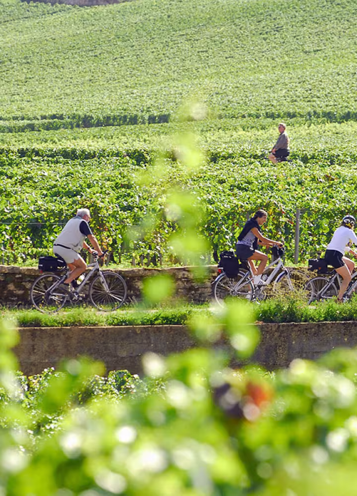Voie des vignes à vélo en Bourgogne 